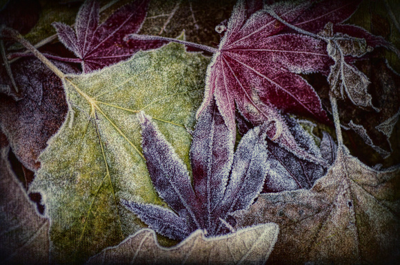 frostedleaves2