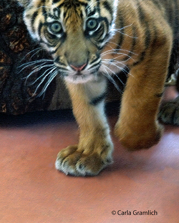 Kali, from the Pt Defiance Zoo - Tacoma, WA
