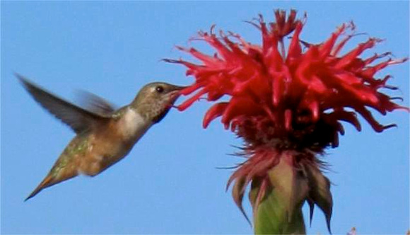 Hummingbird on Shaw Island