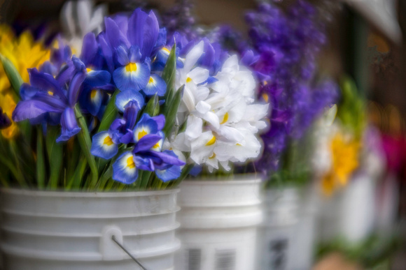 flowersin buckets