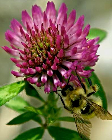 Bee on a clover